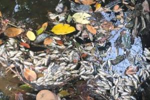 Dead fish pool up in contaminated Bravo River