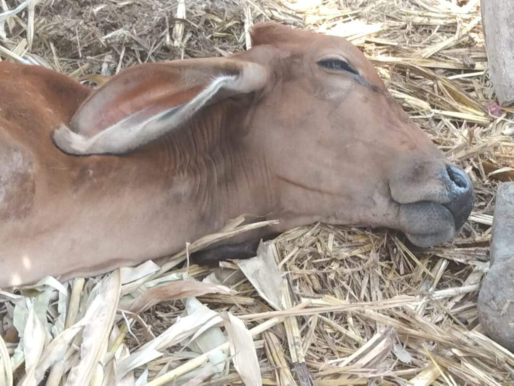 Photo of a cow that died as a result of drinking from the contaminated Bravo River.